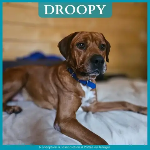 Droopy