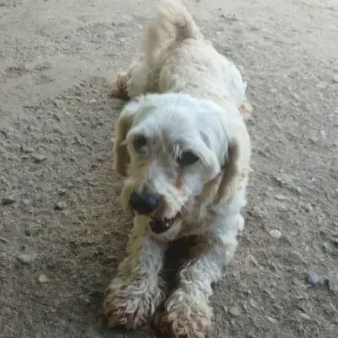 Sashaa