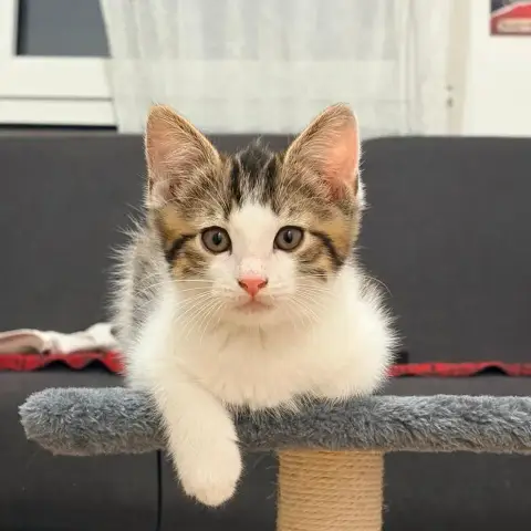 Gizmo photo 2