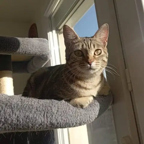 Freyja