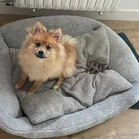 Fox photo 3