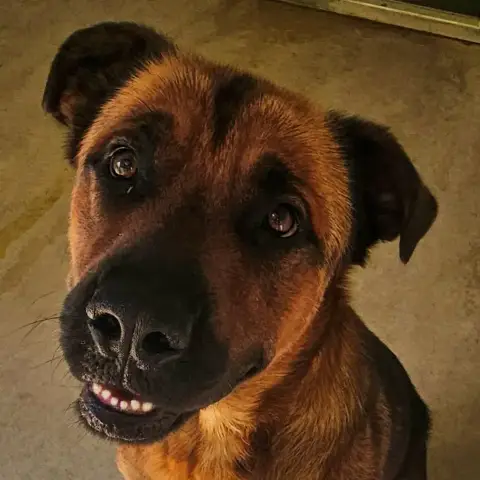 Achille