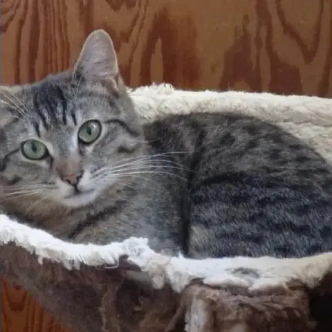 Jinxy