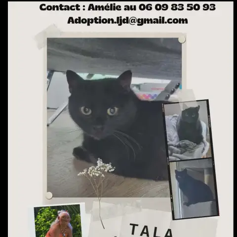 Tala photo 3
