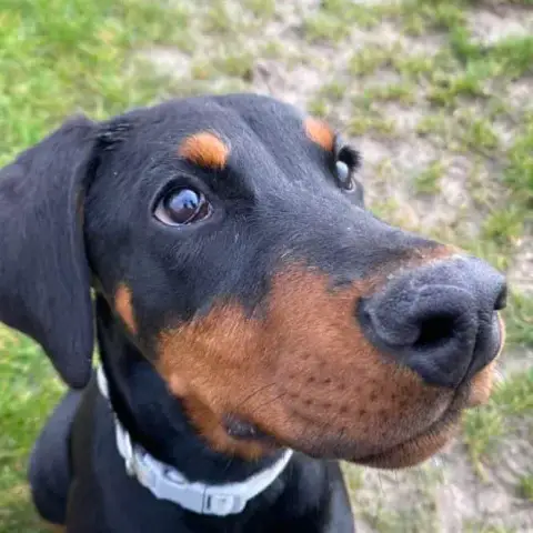 Diva