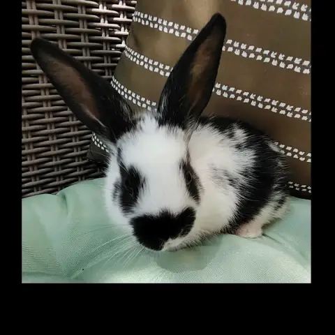 Zako