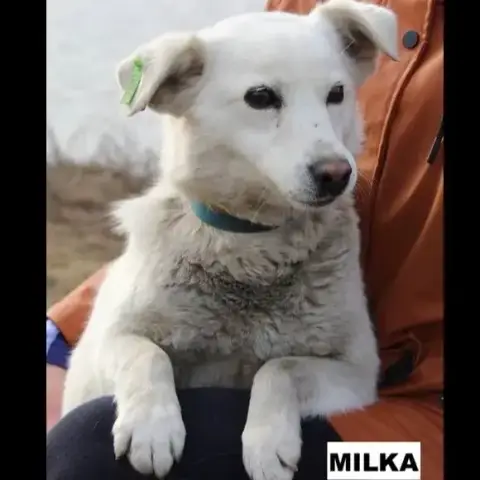 Milka