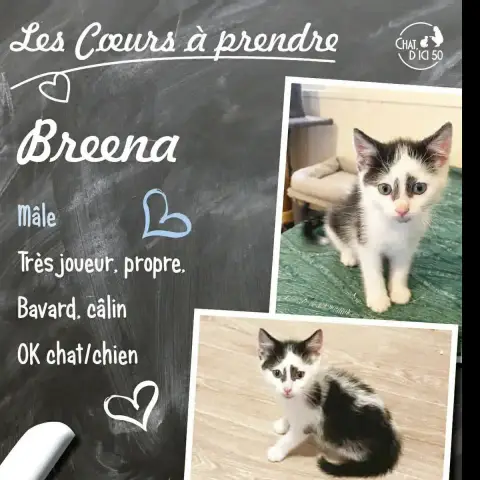 Breena