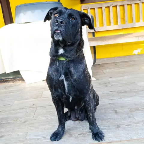 Bagheera