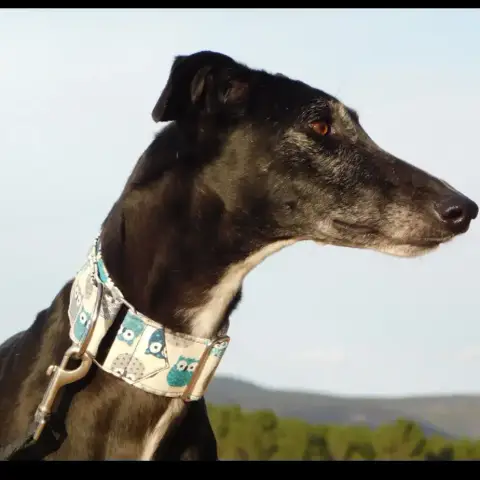 Vera photo 2