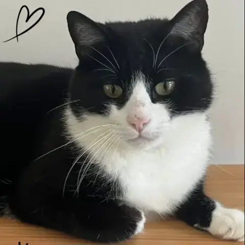 Domino