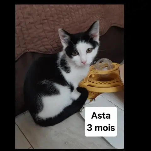 Asta