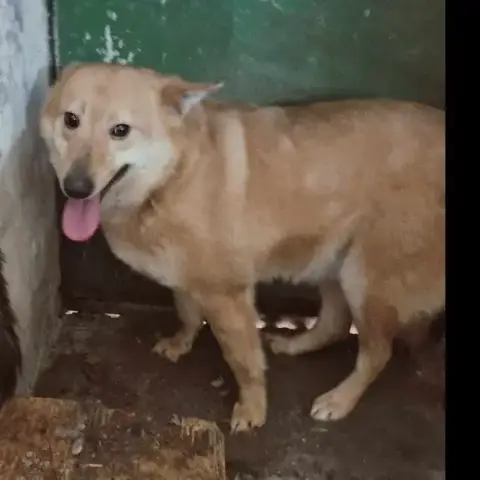 Ulko