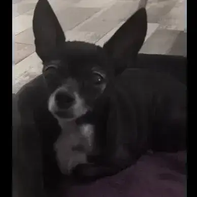 Loly