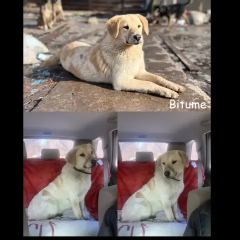 Bitume