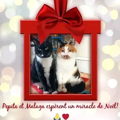 Pepita Et Malaga