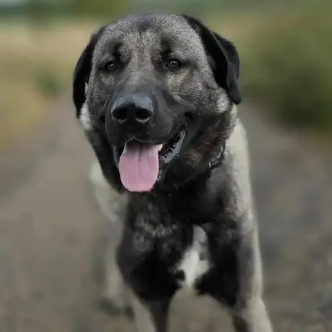 Rocco