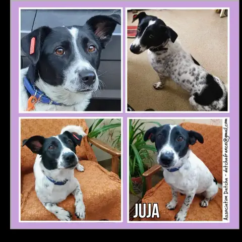 Juja