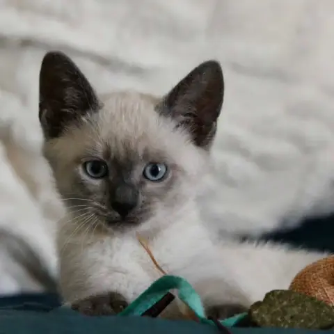 Coco