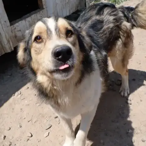 Sancho
