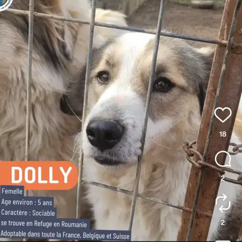 Dolly