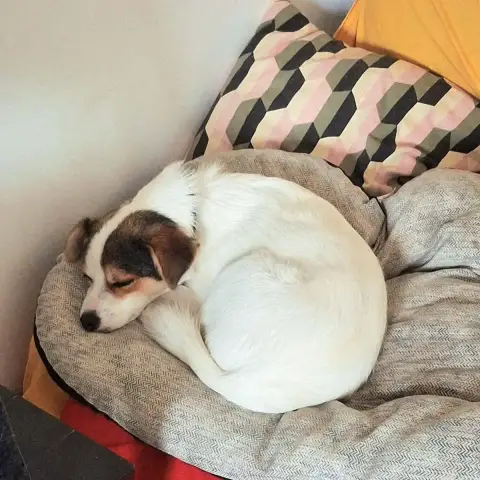 Lulu