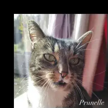 Prunelle photo 2