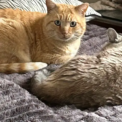 Safari Et Marley