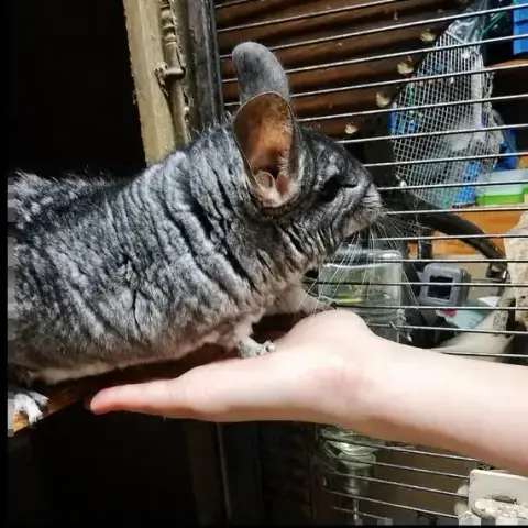 Choupi Et Choupinette
