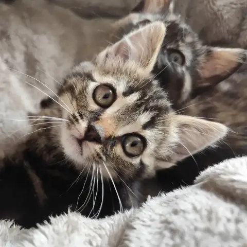 Baya