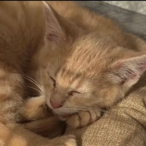 Bonbon