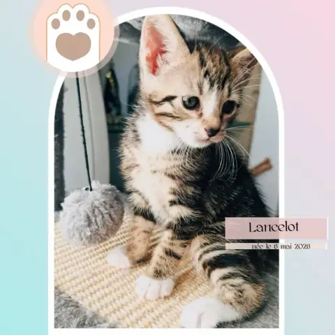 Lancelot