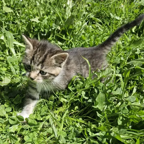 Chatons À L'Adoption photo 3