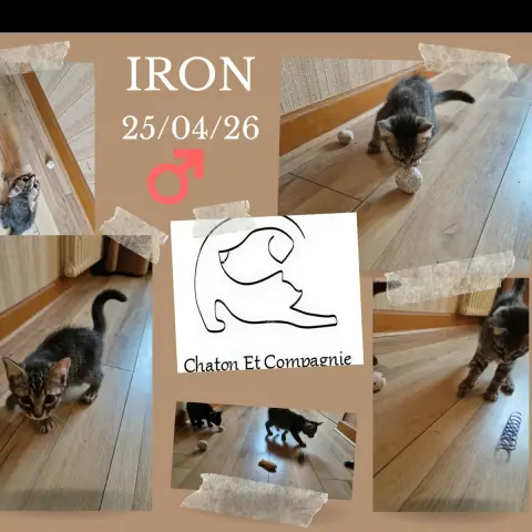 Iron