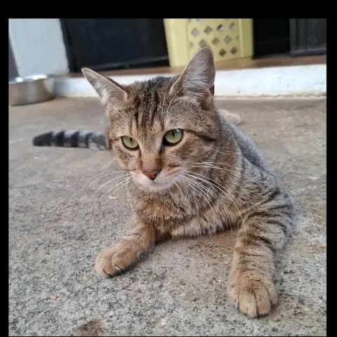Alvin photo 3
