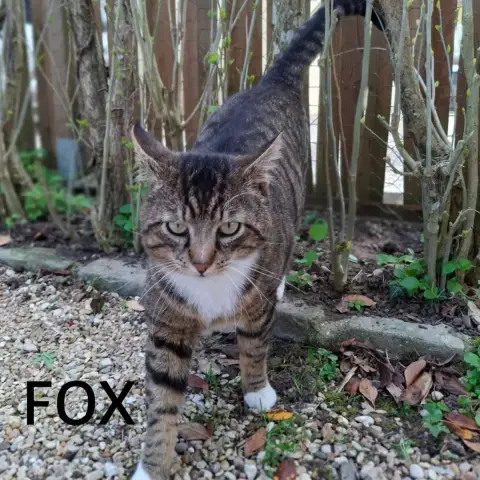 Fox photo 3