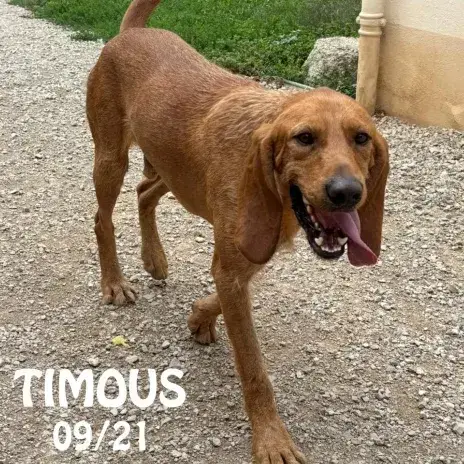 Timous