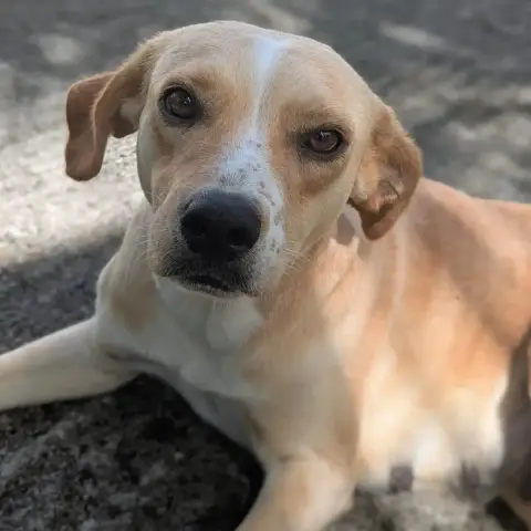 Nala