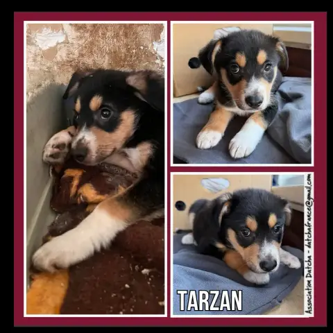 Tarzan