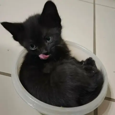 Cookie
