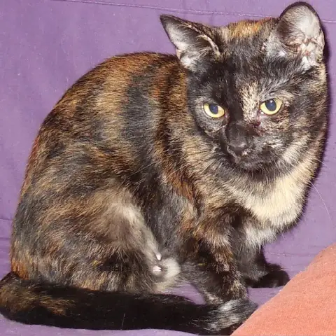 Kâline