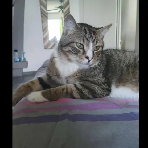 Sylvestre photo 2