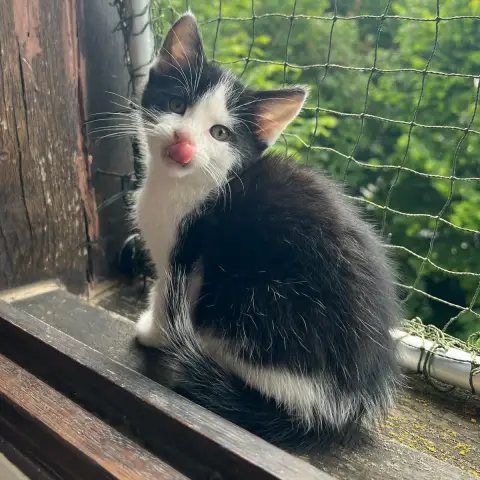 Figaro