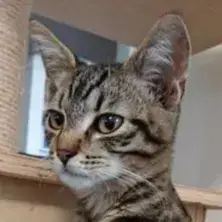 Ocelot