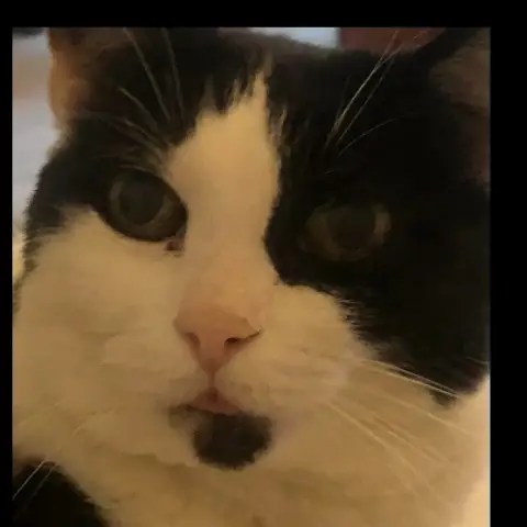 Chipie