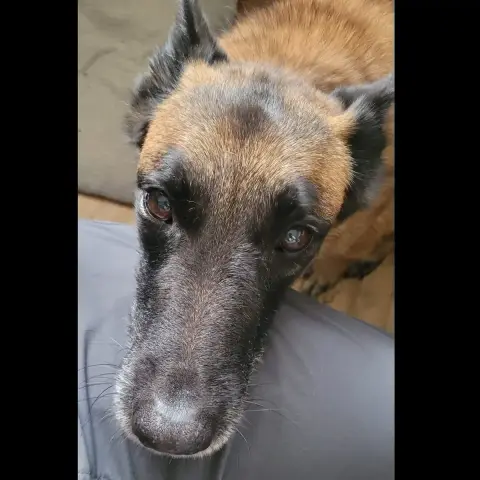 Rex