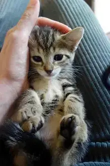 Uma