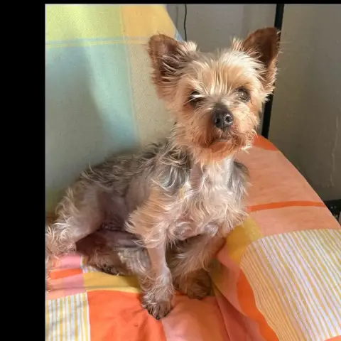 Lola