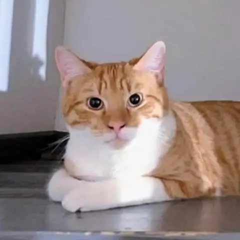 Garfield photo 2