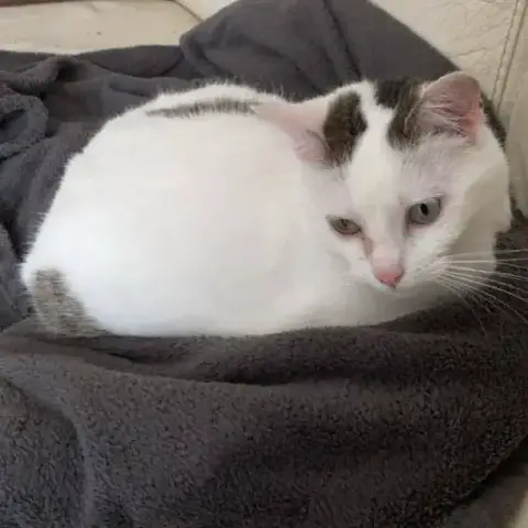 Mirabelle photo 2